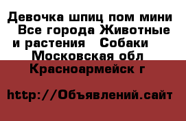 Девочка шпиц пом мини - Все города Животные и растения » Собаки   . Московская обл.,Красноармейск г.